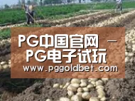 种植基地七(图1)