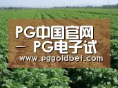 种植基地五(图1)