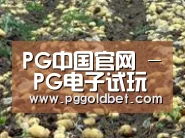 种植基地七
